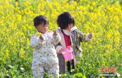 成都油菜花开引游人